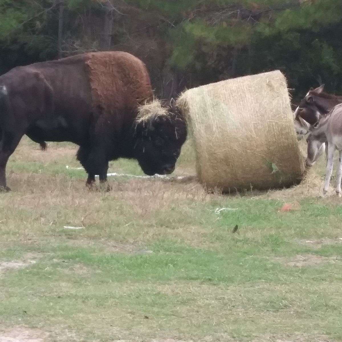 Big E's Livestock