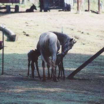 Shar-itt Petting Farm