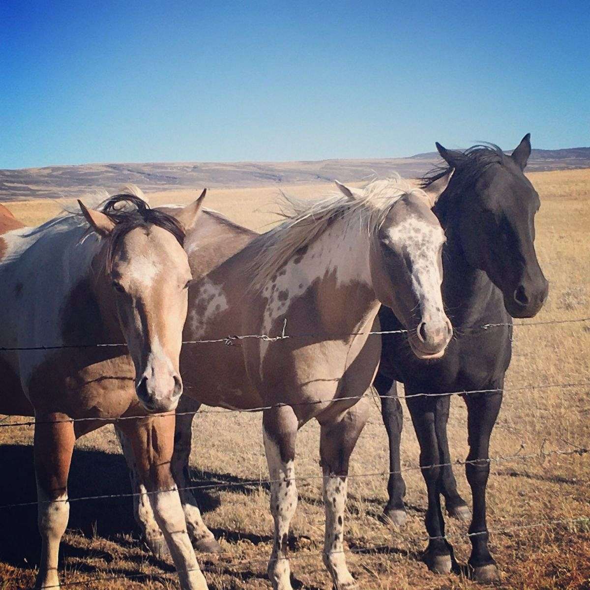 Kipfer Horses