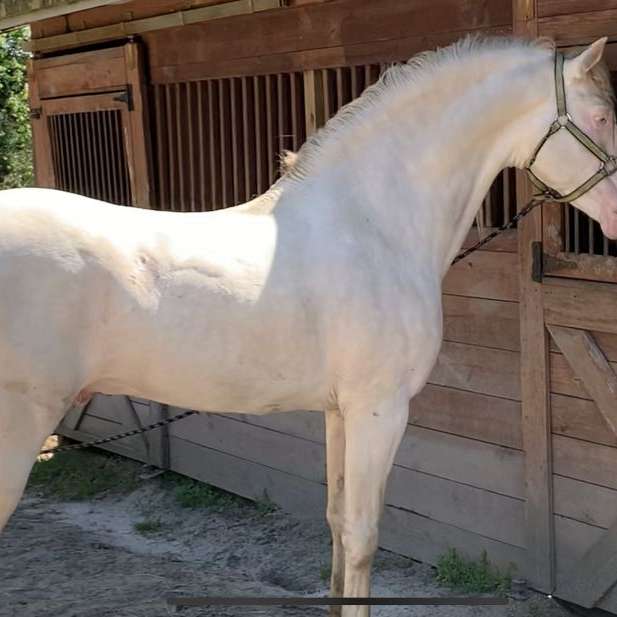 EL CORRAL ANDALUSIANS