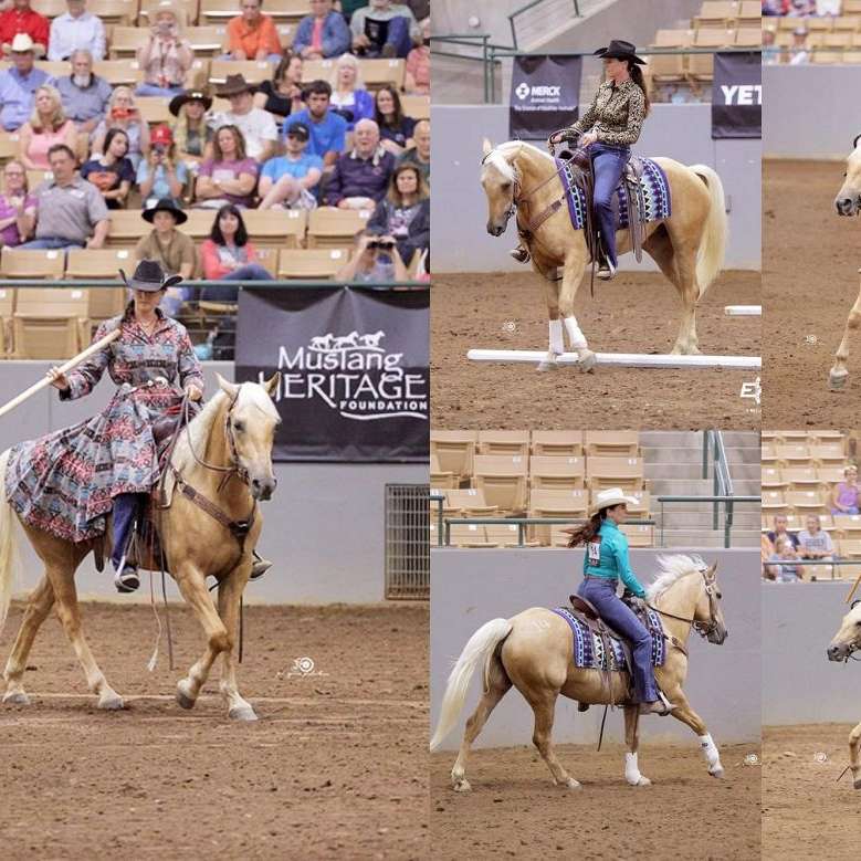 Wild at Heart Horsemanship 