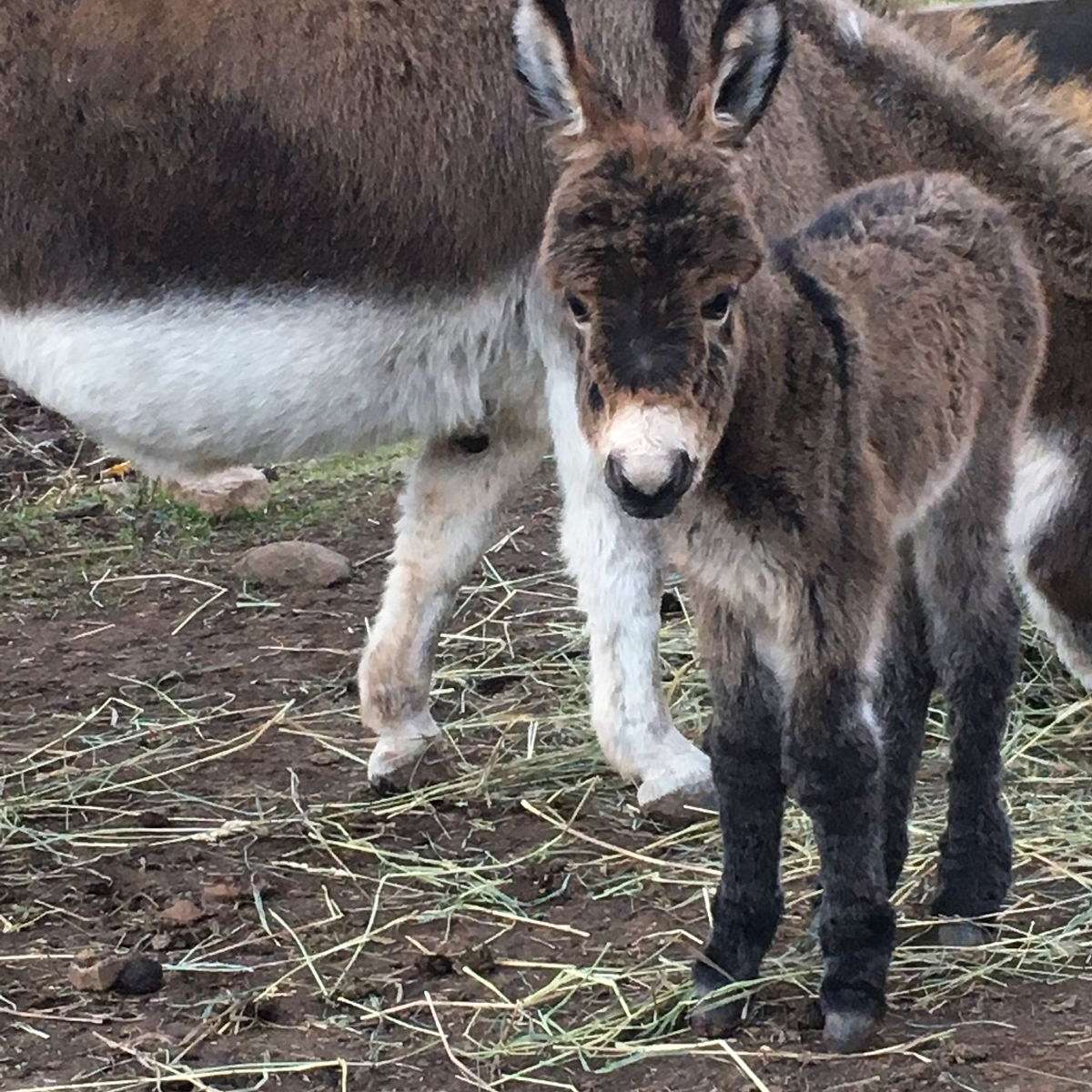 McLachlan Miniature Donkeys