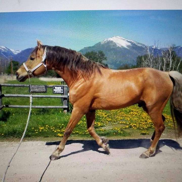 Skalkaho Gaited Ranch Horses