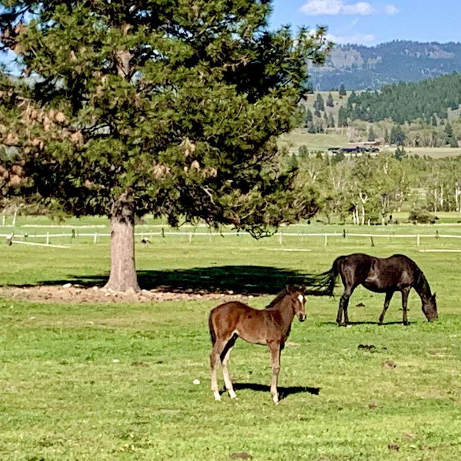 Camas Creek Performance Horses