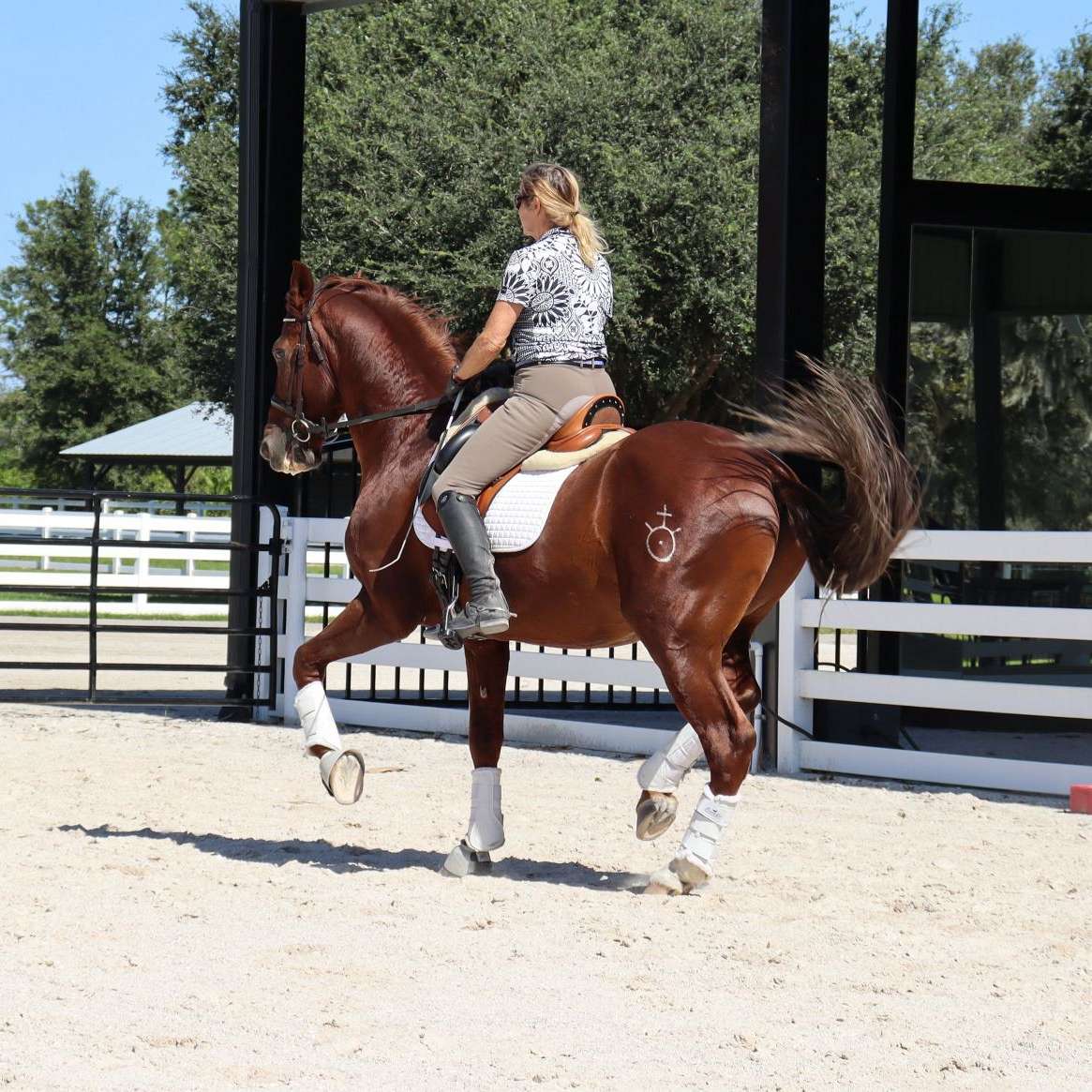 Martha Dodd Dressage