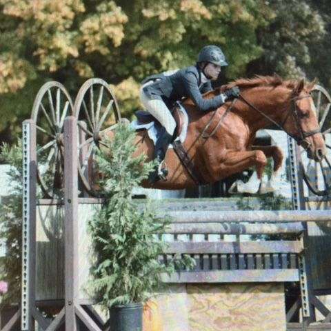 Leg Up Stables