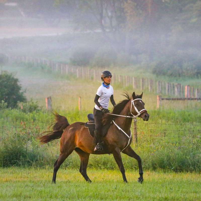Endurance Horses and Hay