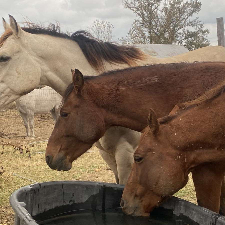 Second Chance Performance Horses LLC