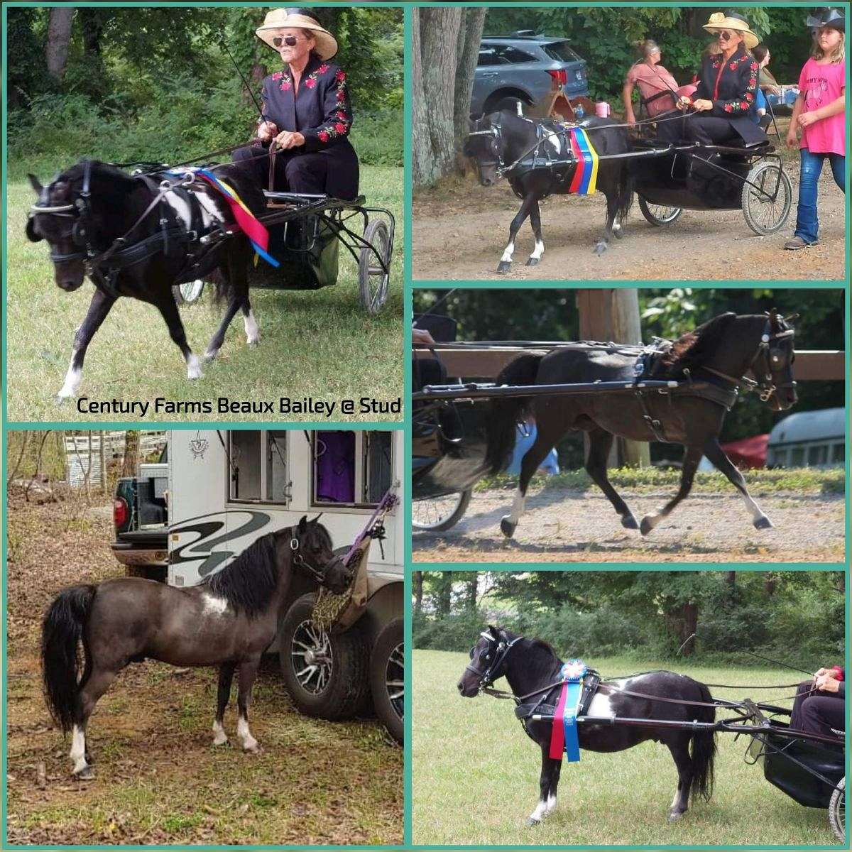 Walnut Creek Farm & Team Agent for Victorian Rose