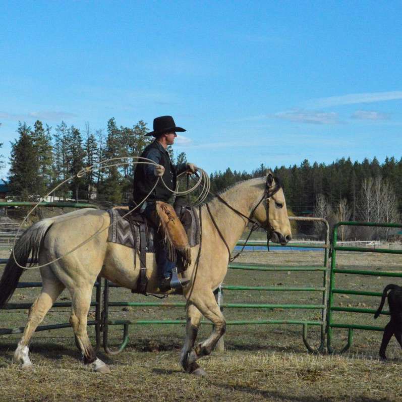 RM Ranch Horses