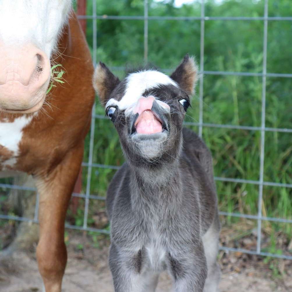 Dotted Willow Farm