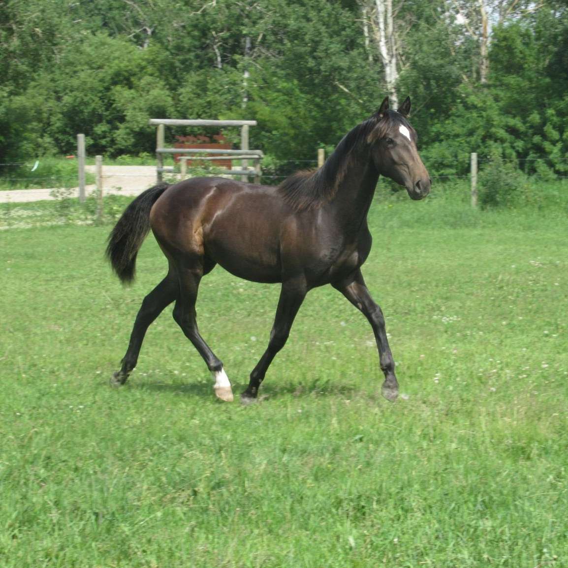 Wintertime Lusitanos and Aztecas