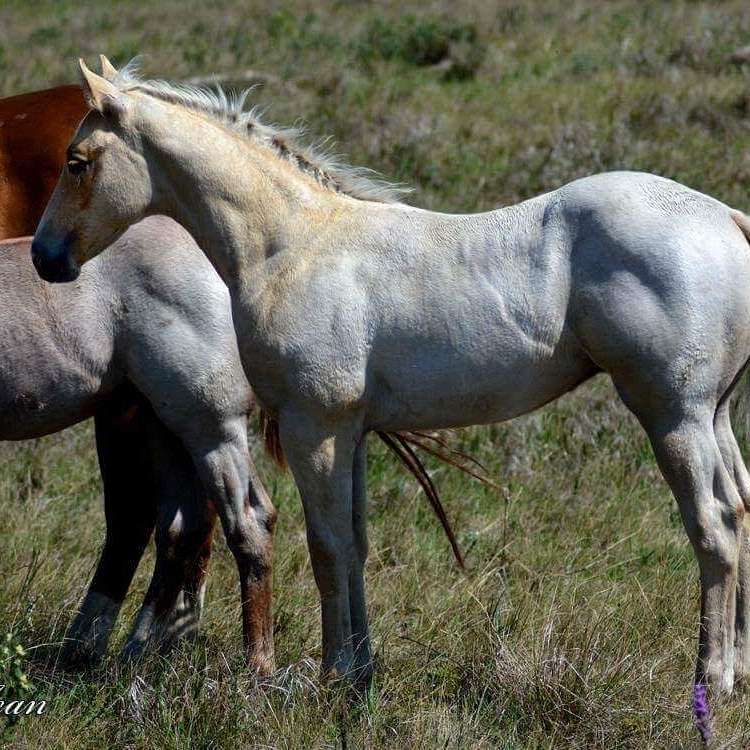 Dynamite Performances Horses
