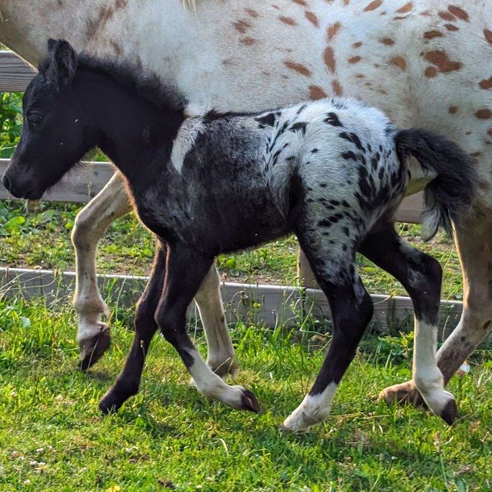 Wild Chicks Miniature Horses 