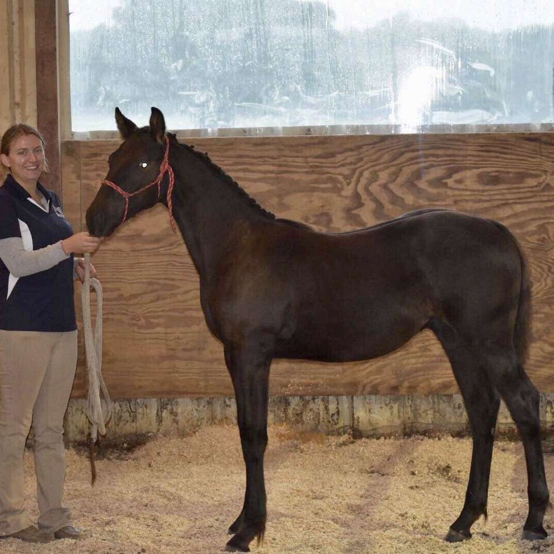 Horse Training And Riding Lessons