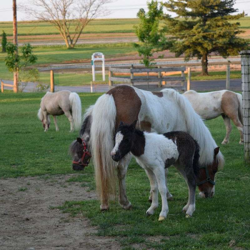 The Li'l Country Store and Miniature Horse Farm