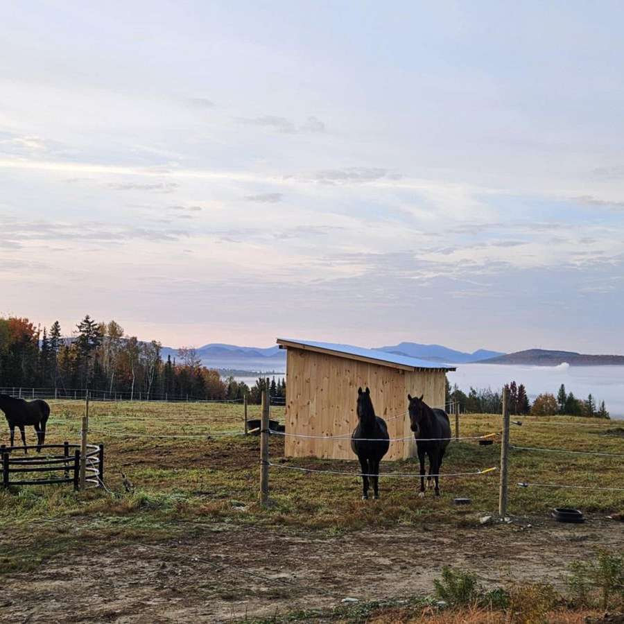 Gale Force Kennel and Stable