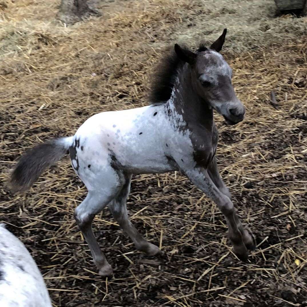 MR Falabella Miniature Horses