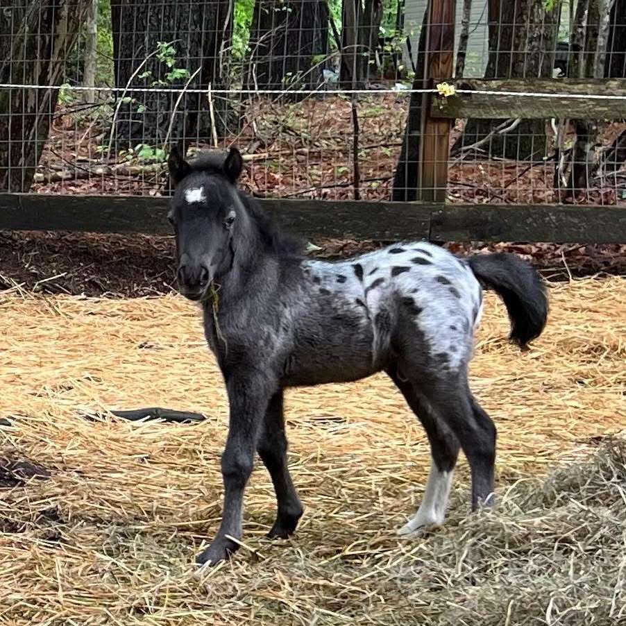 MR Falabella Miniature Horses