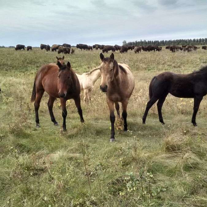 Big Rock Quarter Horses