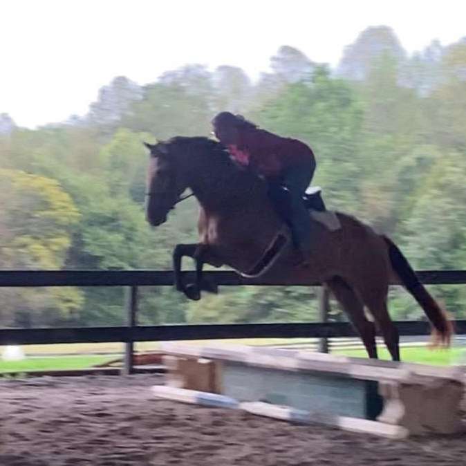 Virginia Sport Horses