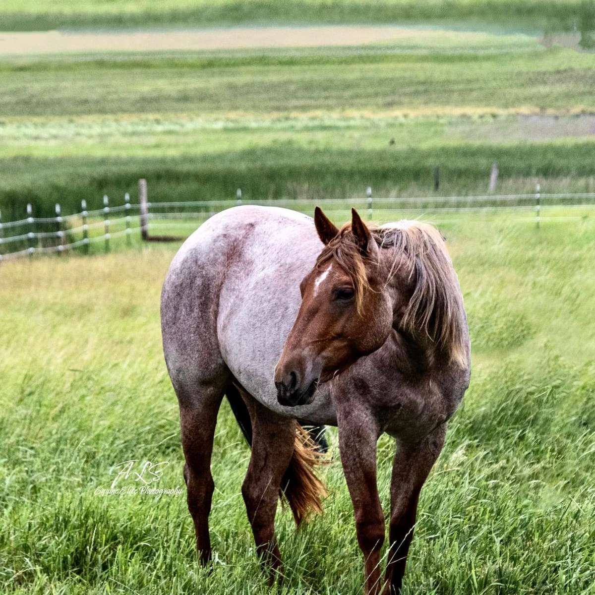 Equine Elite Quarter Horses Training Photography W