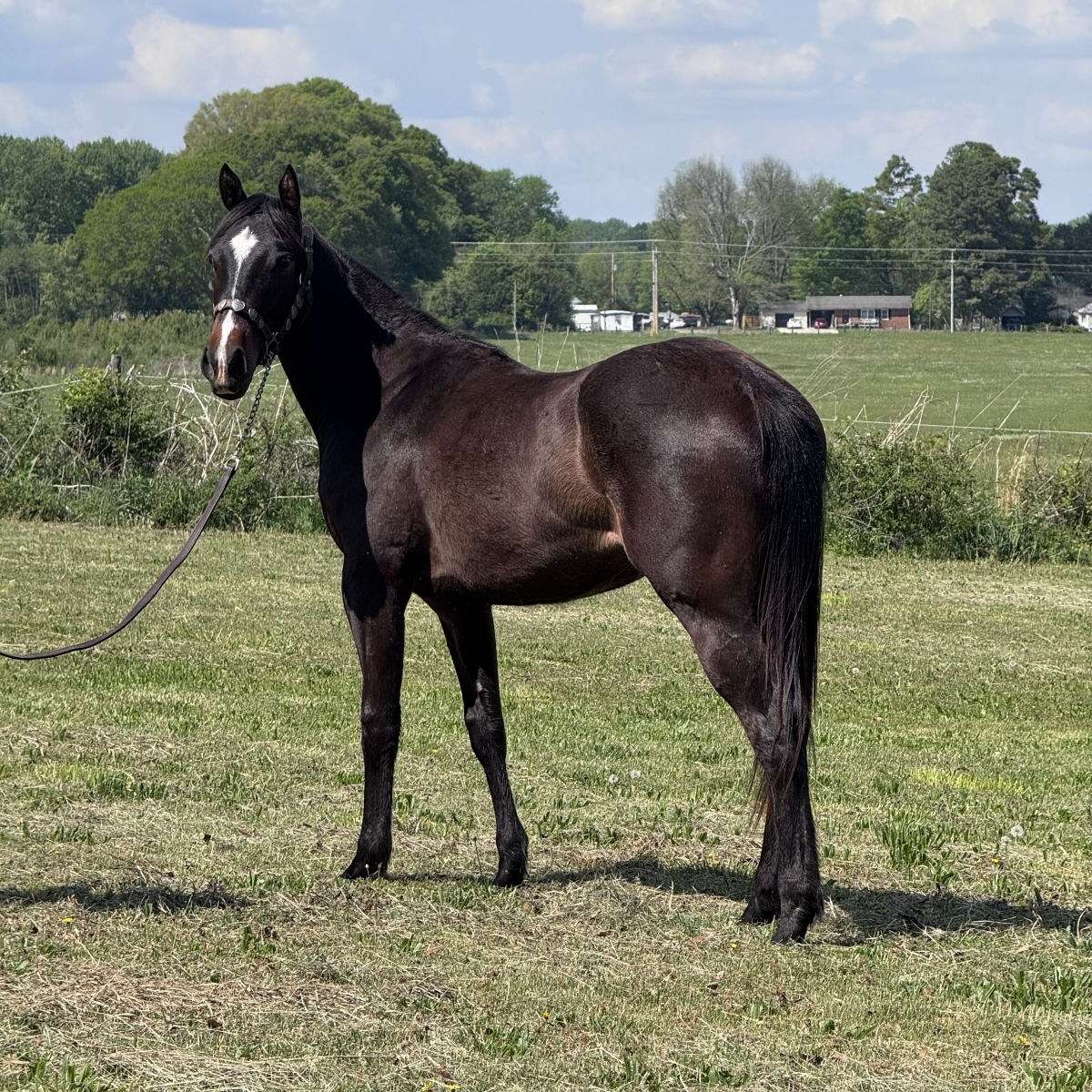 K Bar S Performance Horses