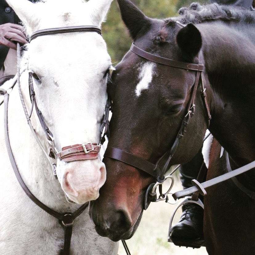 Bay Country Riding