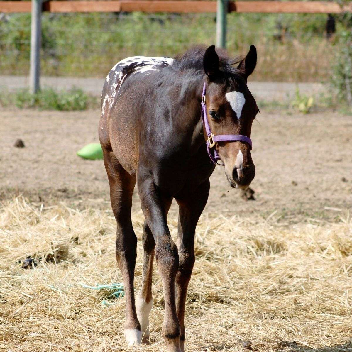 HH Appaloosa Ranch