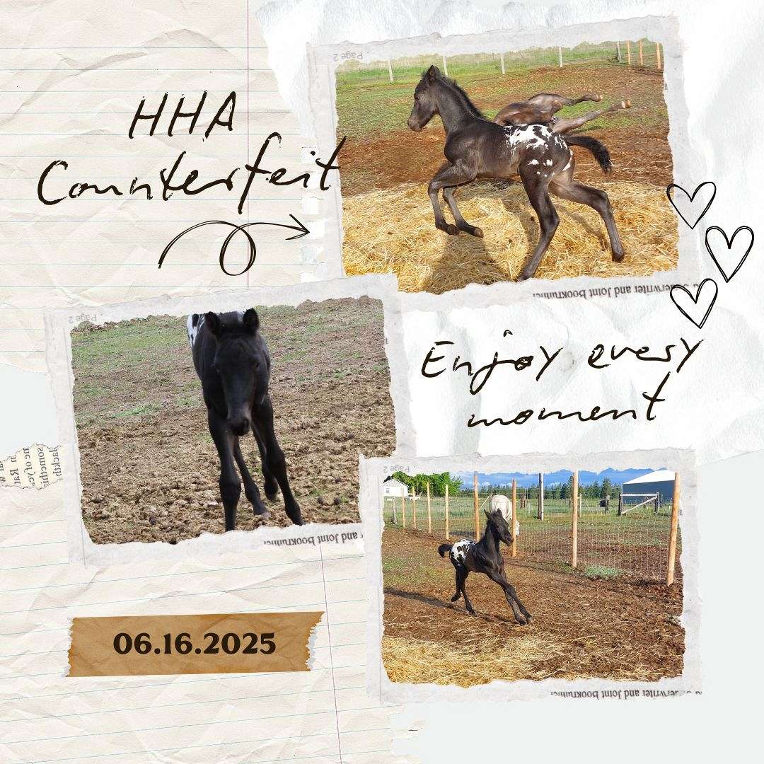 HH Appaloosa Ranch