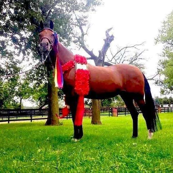 Blue Cat Equestrian at Morning and Evening Star Fa