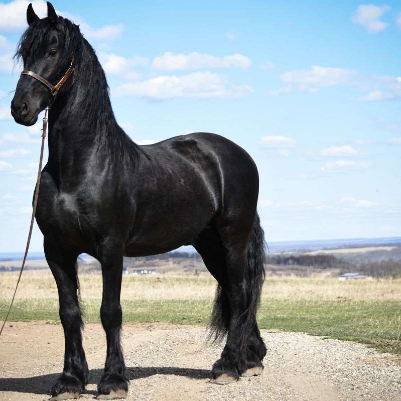 Diamond Lazy W Friesian Sporthorses