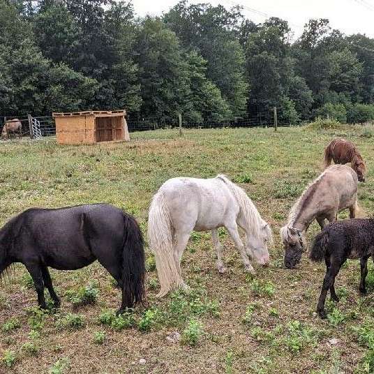 Offering Stud Service Only