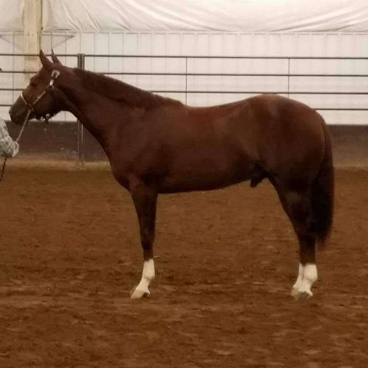 Four Socks Ranch