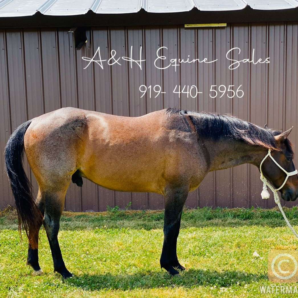 A&H Equine Sales