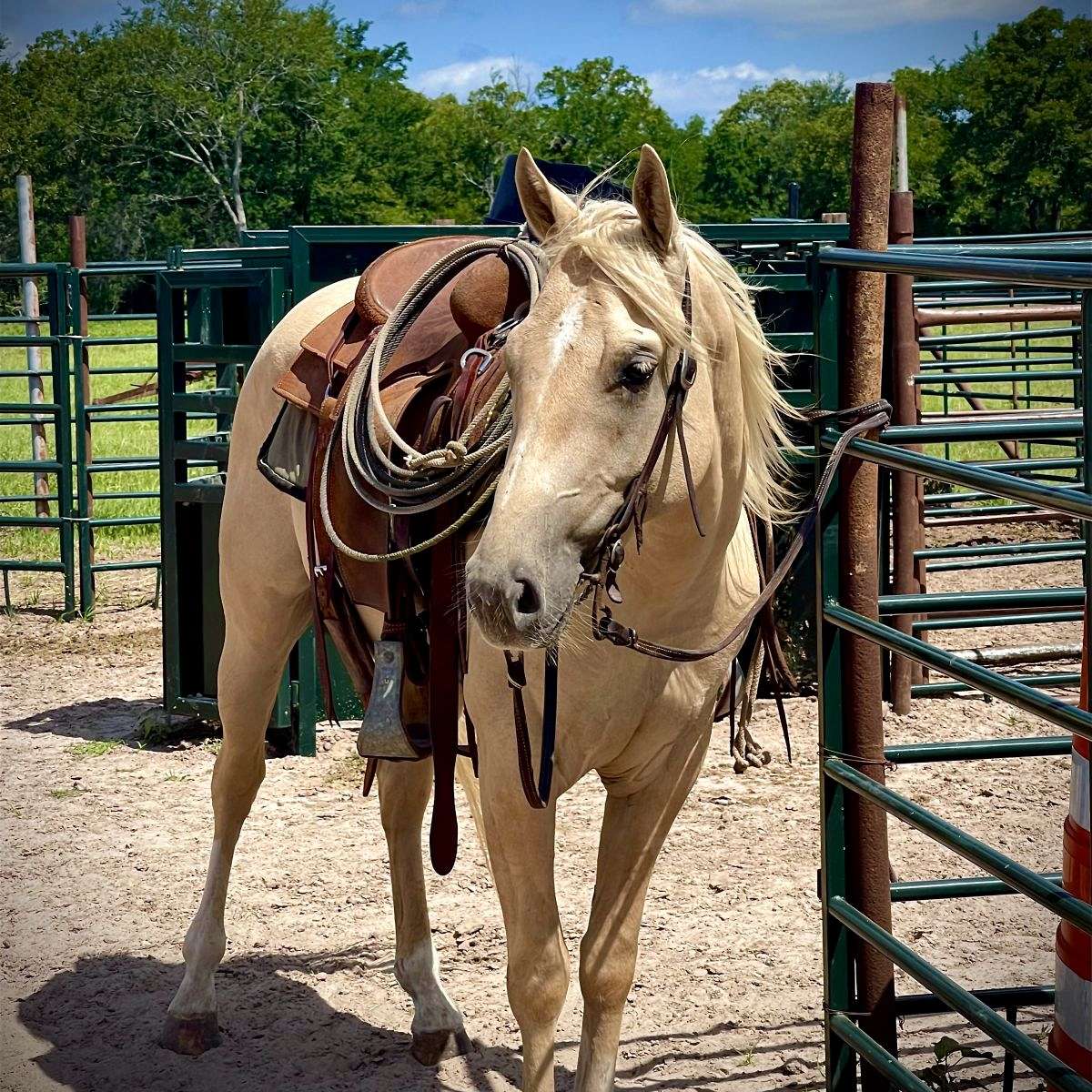 KingFish Horses