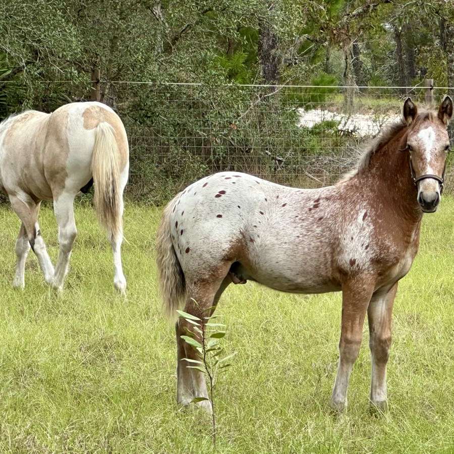 TriPine Champion Equine 