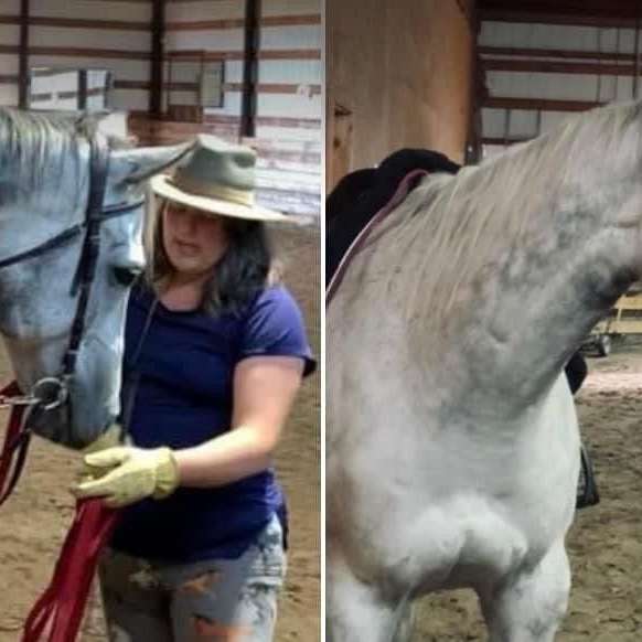 Miller Pine Meadows Equestrian Centre