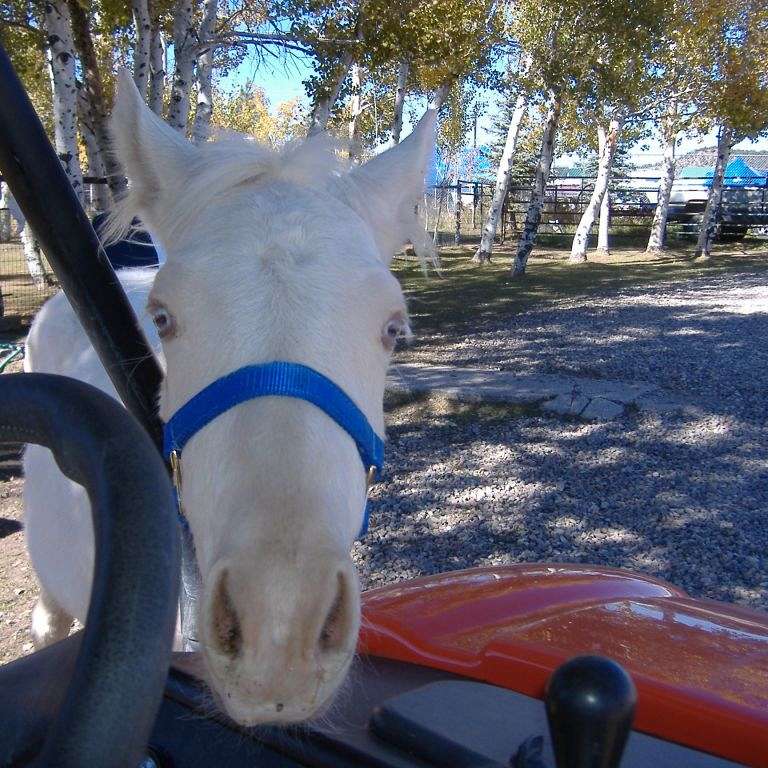 Spring Creek Horse Rescue