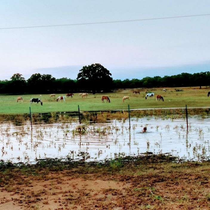 Hardman Land  Livestock