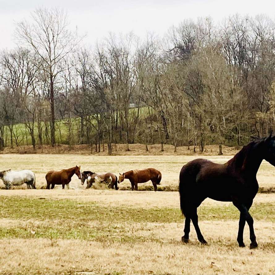 Horsefly breeding and training