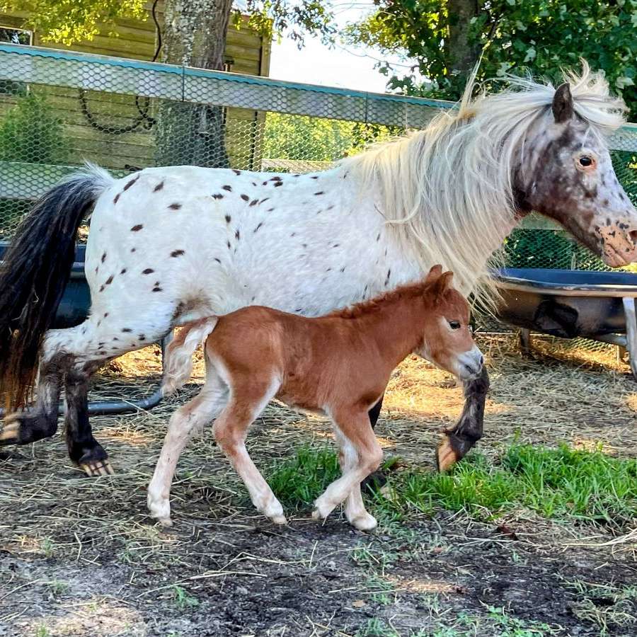 Hidden Pines Miniature Horse Farm