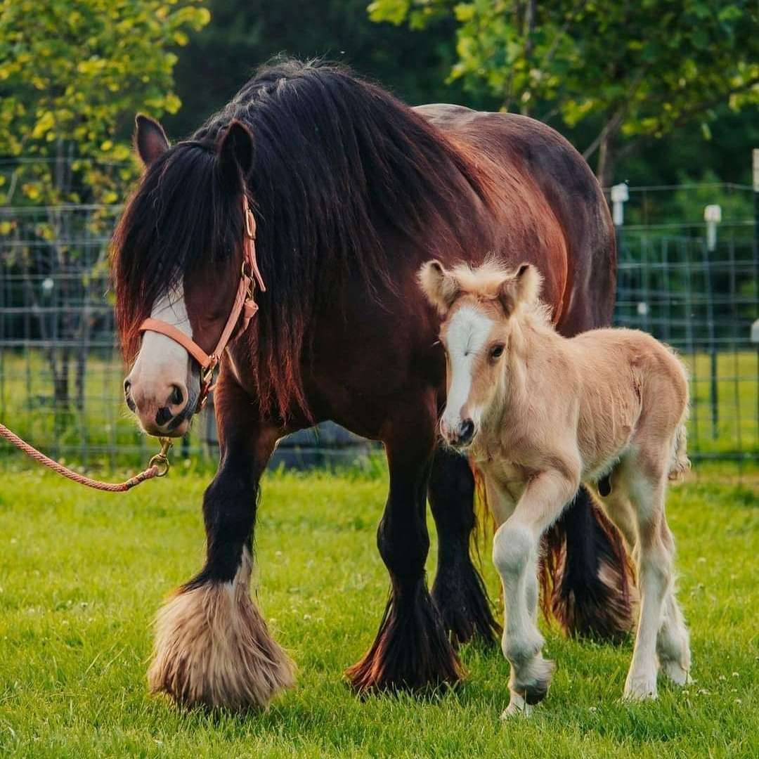 Serendipity Farm 