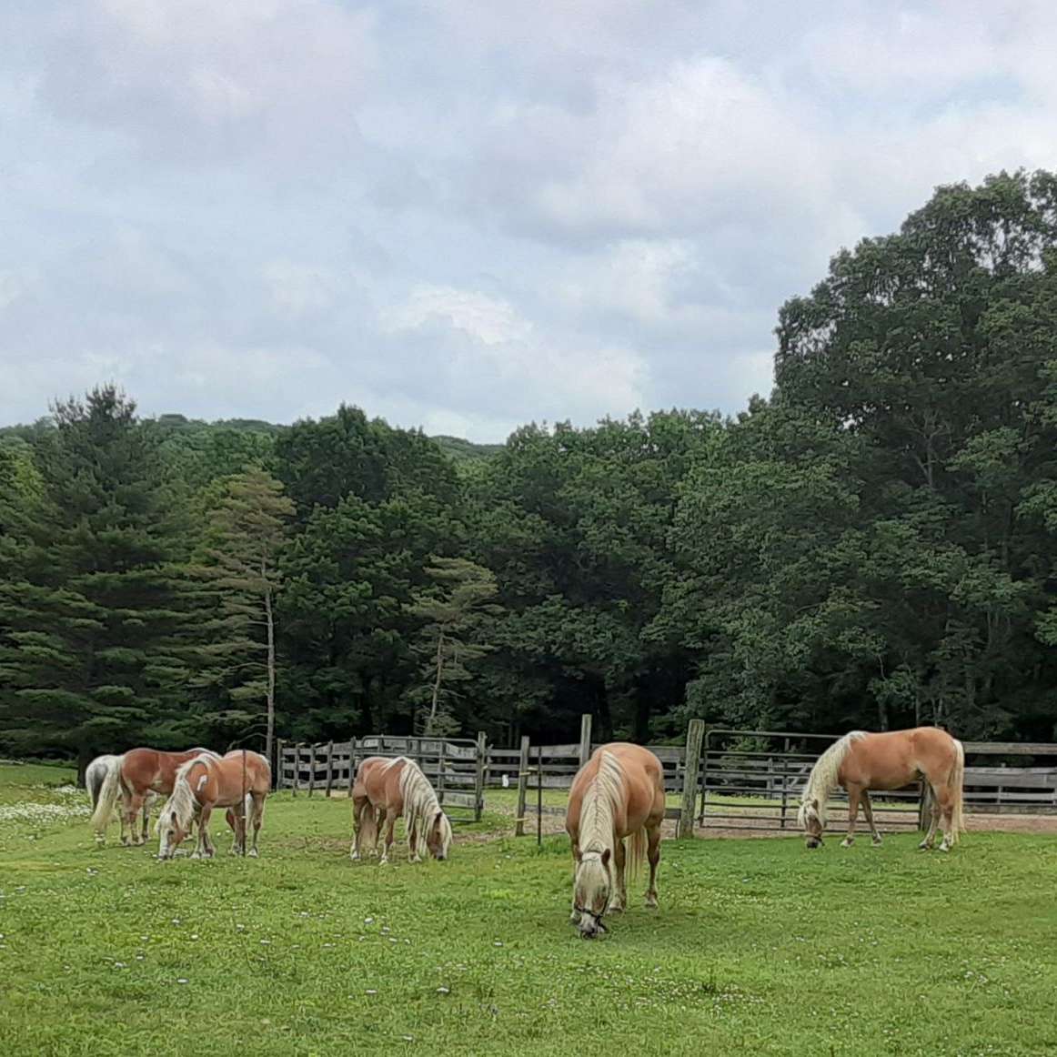 Morning Skye Farm