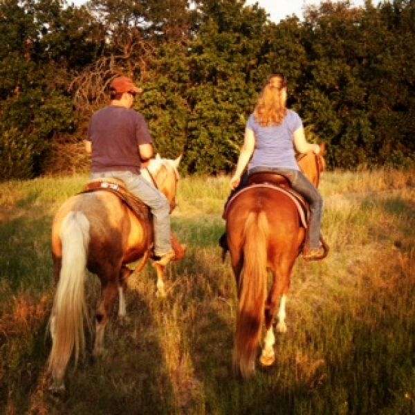 R  B  GAITED HORSES