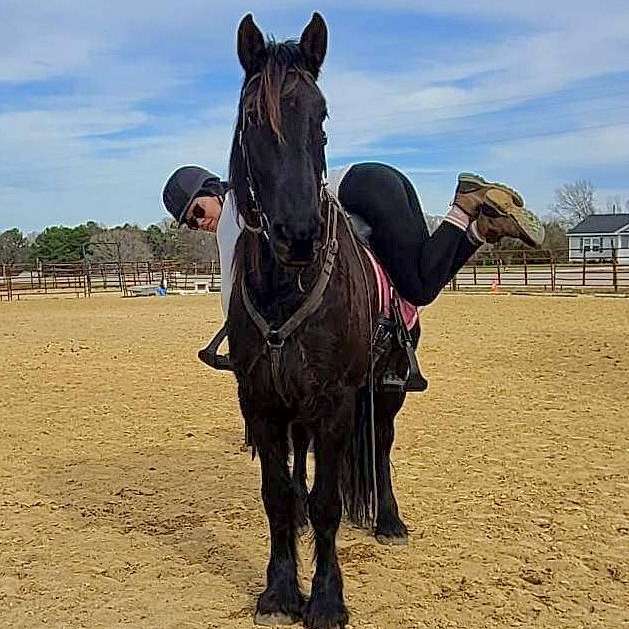 Freedom Friesians