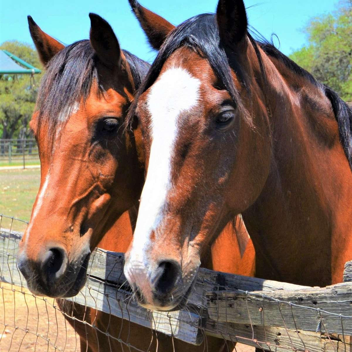 Hill Country Horse Rescue