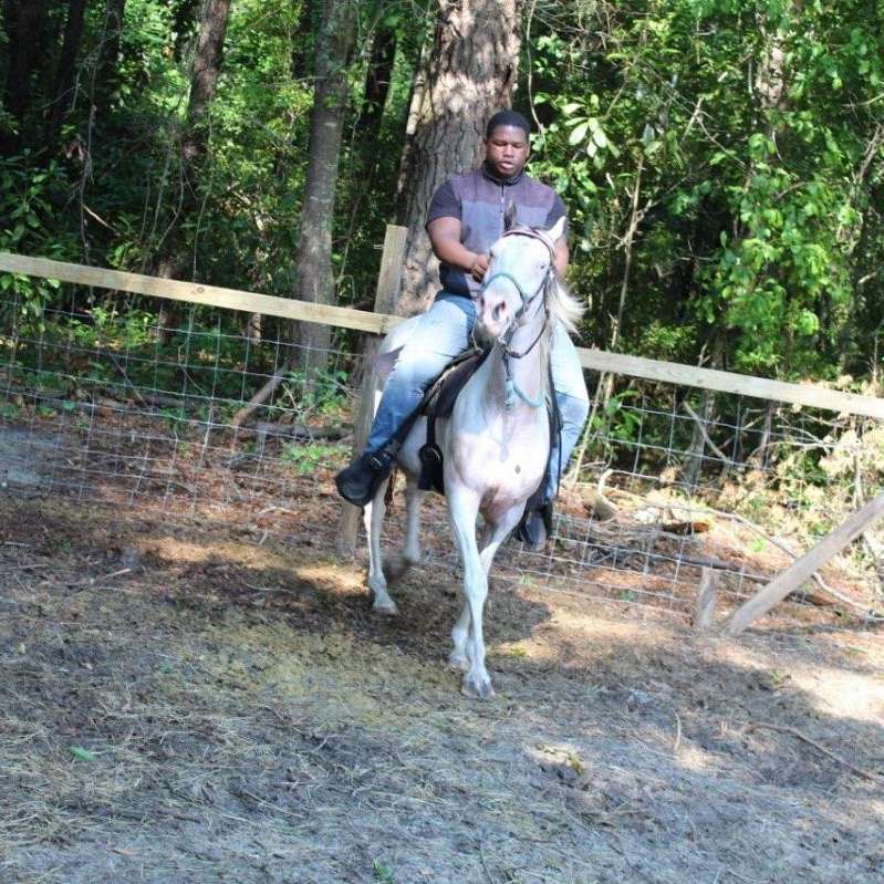 Silver diamond stables 
