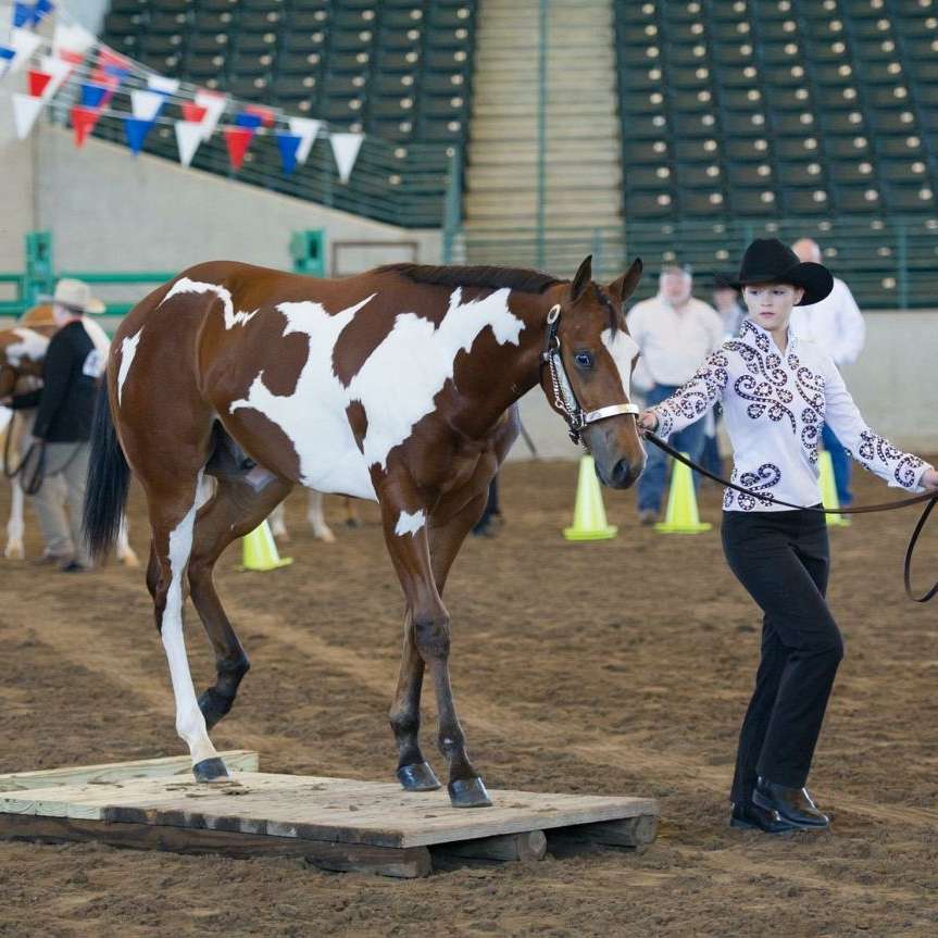 Brown and White Horses