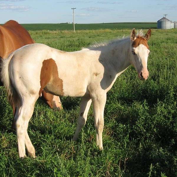 Medicine Hat Horses